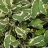 Tricolor Sage