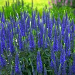 Magic ShowĀ® 'Wizard Of Ahhs' Spike Speedwell