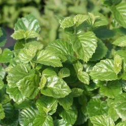 Glitters & Glows™ Viburnum Combination 8 Glitters & Glows™ Viburnum Combination -Flower Shop viburnum all that glitters 2 sw