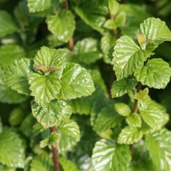 All That Glows® Arrowwood Viburnum -Flower Shop viburnum all that glows 1