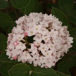 Spice Baby™ Koreanspice Viburnum -Flower Shop viburnum carlesii spice baby 3
