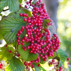 Cardinal Candy® Linden Viburnum -Flower Shop viburnum dilitatum cardinal candy 3 sw