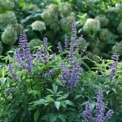 Blue Diddley® Chaste Tree -Flower Shop vitex blue diddley 1 P sw