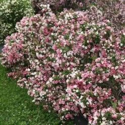 Czechmark Trilogy® Weigela 10 Czechmark Trilogy® Weigela -Flower Shop weigela czechmark trilogy 2 sw