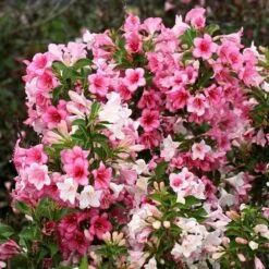 Czechmark Trilogy® Weigela 9 Czechmark Trilogy® Weigela -Flower Shop weigela czechmark trilogy 3 sw