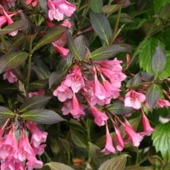 Fine Wine® Weigela -Flower Shop weigela fine wine 1 40a5c063 a4d6 43a3 b771 a0f568dc6019