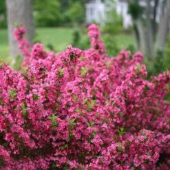 Sonic Bloom® Pink Weigela -Flower Shop weigela sonic bloom pink 2