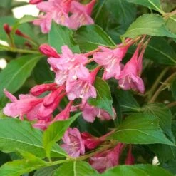 Sonic Bloom® Pink Weigela -Flower Shop weigela sonic bloom pink 6