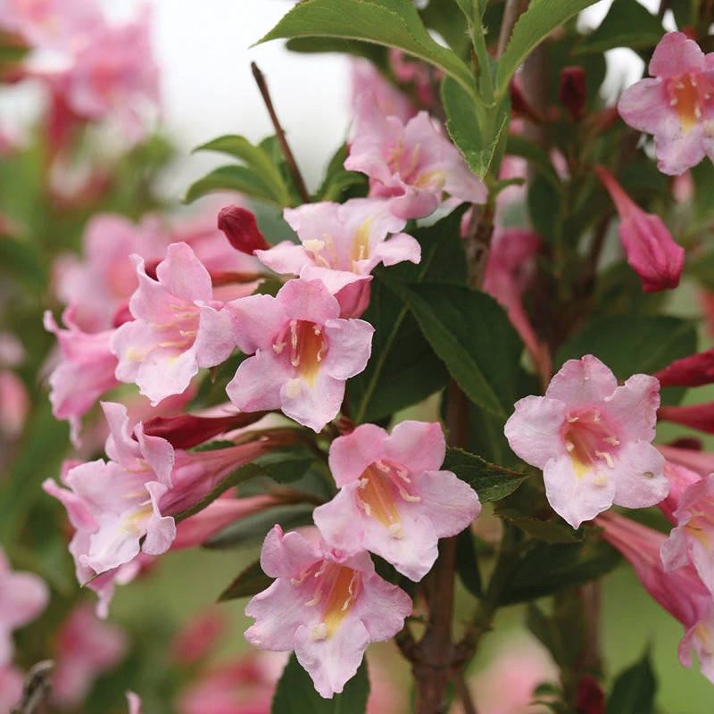 Sonic Bloom® Pure Pink Weigela 1 Sonic Bloom® Pure Pink Weigela