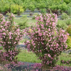 Sonic Bloom® Pure Pink Weigela 6 Sonic Bloom® Pure Pink Weigela -Flower Shop weigela sonic bloom pure pink 3