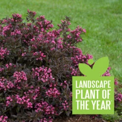 Spilled Wine® Weigela -Flower Shop weigela spilled wine 4