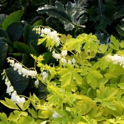 'White Gold' Bleeding Heart -Flower Shop white gold bleeding heart 4