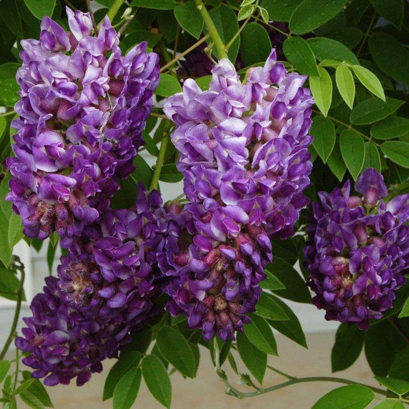 'Amethyst Falls' Wisteria 2 'Amethyst Falls' Wisteria - Image 2