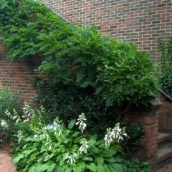 'Amethyst Falls' Wisteria 5 'Amethyst Falls' Wisteria -Flower Shop wisteria amethyst falls 5 sw