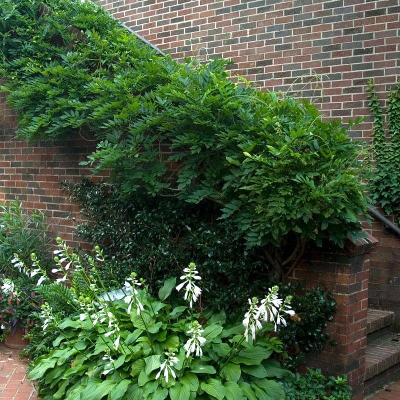 'Amethyst Falls' Wisteria 3 'Amethyst Falls' Wisteria - Image 3